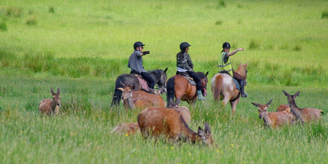 filed of brown horses. 3 people on the horses riding through the green field. 
