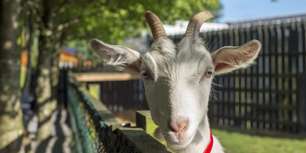 Goat at Lullymore