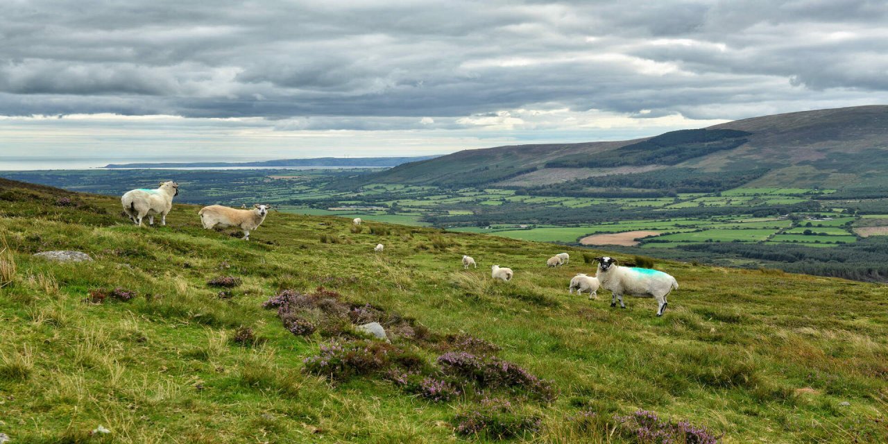 Views of greenery and mountains carry through from the foreground to the background. From the left middleground there is a slanted green hill with white sheep scattered all the way down. Peaks of purple flowers are scattered around the hill.   