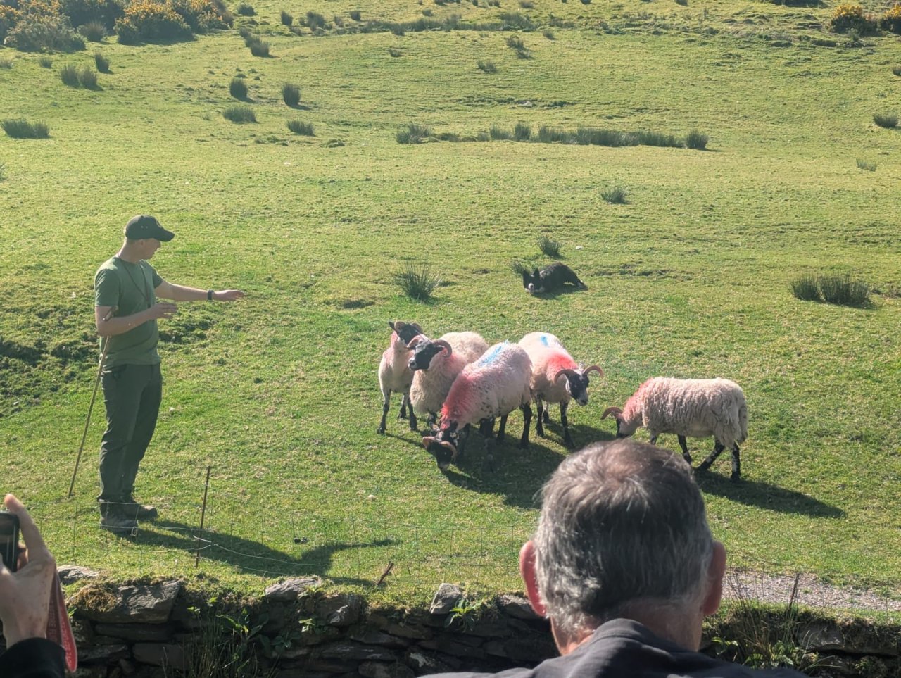 Man pointing at multiple sheep 